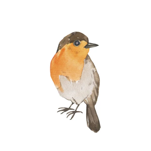 Pequeno Pássaro Robin Isolado Fundo Branco Ilustração Aquarela Desenhada Mão — Fotografia de Stock