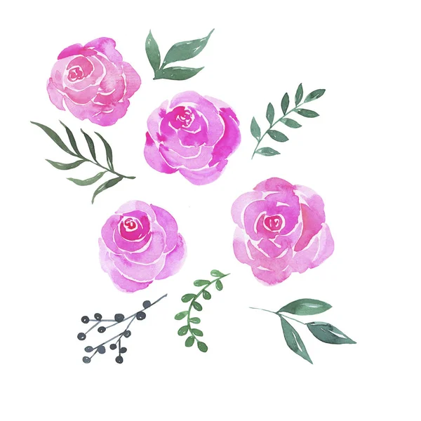 Мультяшна Колекція Рожевих Троянд Елементів Зеленого Листя Ізольовані Білому Тлі — стокове фото
