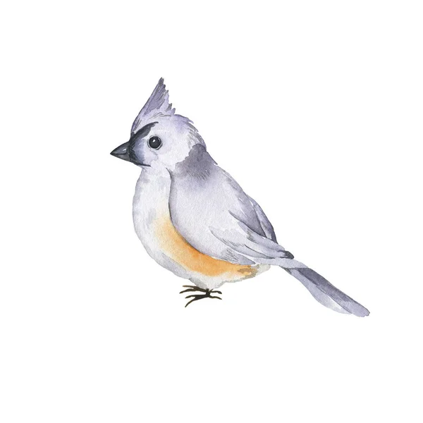 Cute Titmouse Tufted Izolowane Białym Tle Ręcznie Rysowane Ilustracja Akwarela — Zdjęcie stockowe