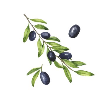 Koyu zeytin dalı ve beyaz arka planda izole edilmiş böğürtlenler. El çizimi suluboya çizimi.