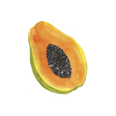 Beyaz arka planda izole edilmiş taze papaya parçası. El çizimi suluboya çizimi.