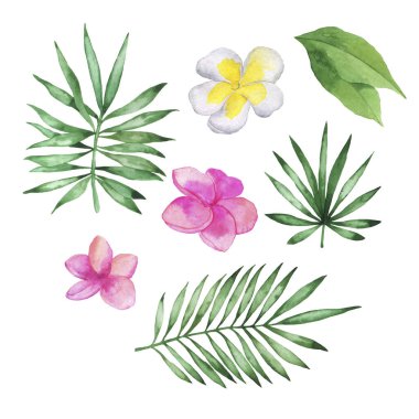 Taze tropikal yapraklar ve beyaz arka planda izole edilmiş pembe ve beyaz plumeria çiçekleri. El çizimi suluboya çizimi.