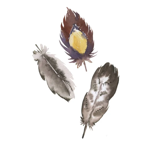 一组明亮的野生鸟类羽毛在白色背景上被隔离 手绘水彩画 — 图库照片