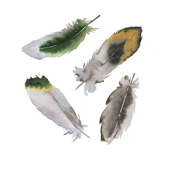 Conjunto Plumas Aves Verdes Grises Aisladas Sobre Fondo Blanco Ilustración —  Fotos de Stock