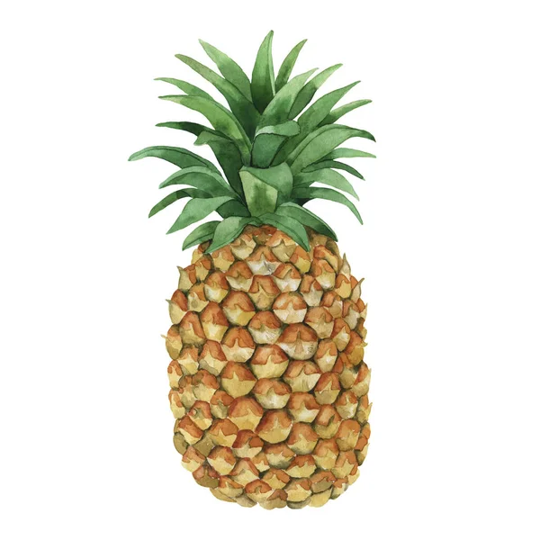 Świeże Owoce Ananasa Izolowane Białym Tle Ręcznie Rysowane Ilustracja Akwarela — Zdjęcie stockowe