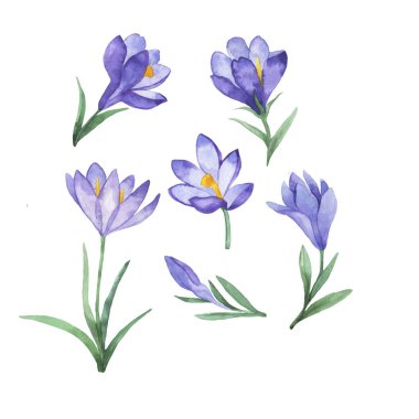 Beyaz arka planda yalıtılmış leylak çiçeği ve yeşil yapraklar. El çizimi suluboya çizimi.