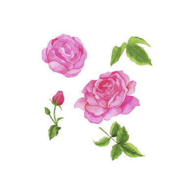 Güzel pembe gül çiçekleri ve beyaz arka planda izole edilmiş yeşil yapraklar. El çizimi suluboya çizimi.