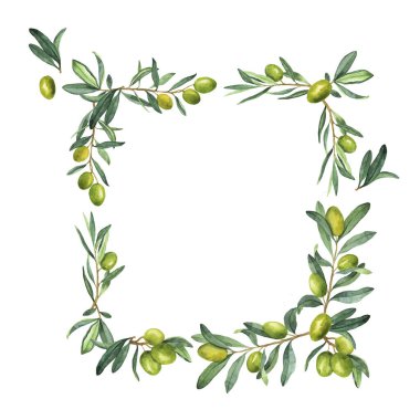 Yeşil zeytin dalları, böğürtlenler ve yapraklar beyaz arka planda izole edilmiş. El çizimi suluboya çizimi.