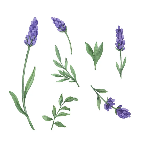 Set Von Dekorativen Lavendelblüten Und Grünen Blättern Isoliert Auf Weißem — Stockfoto