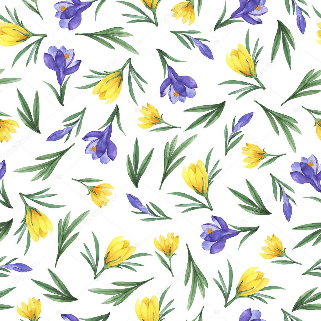 Seamless pattern with spring violet and yellow crocus flowers on white background. Hand drawn watercolor illustration.