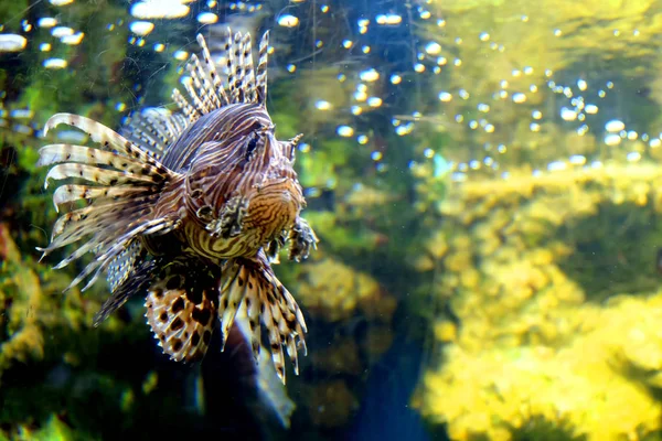 Lionfish (Pterois mombasae) onderwater — Stockfoto