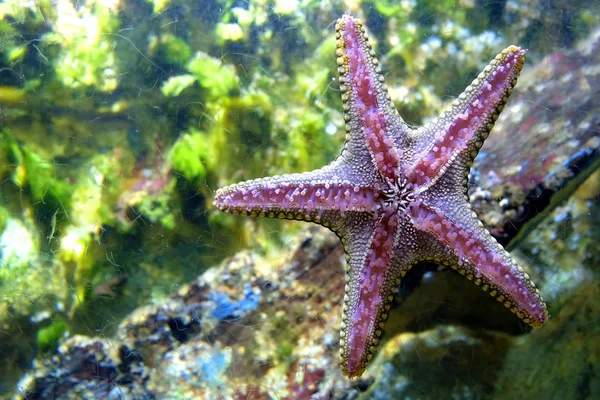 Five arm starfish sea star sticks to glass shows lower surface — Stock Photo, Image