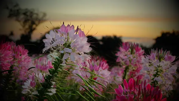 Cosmos çiçek alan sabah