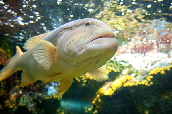 Büyük balık kapatın