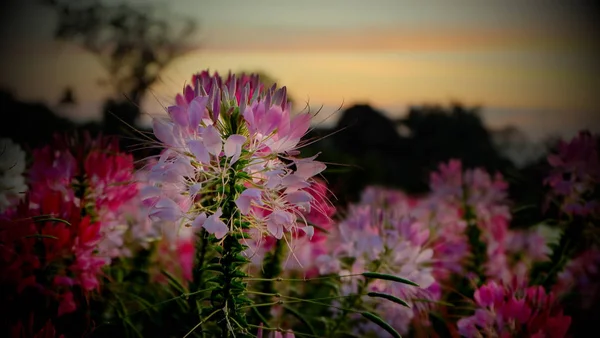 sabah gündoğumu arka plan ile pembe çiçek