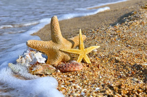 Conchas marinas y estrellas de mar. —  Fotos de Stock