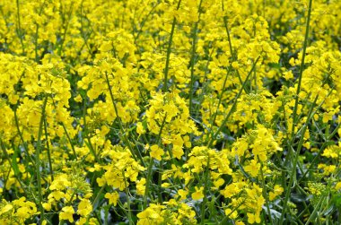 Kolza (Brassica napus).