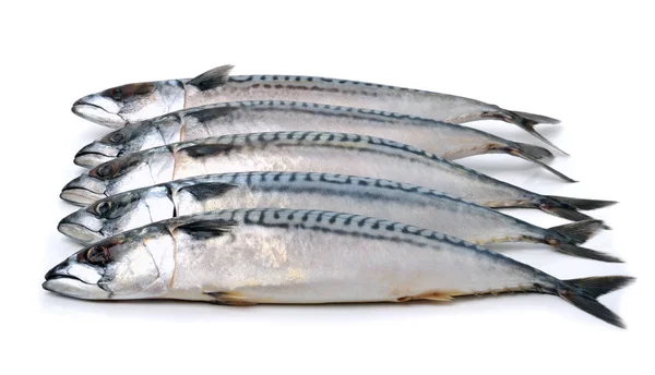 Mackerels isolated on white — Stock Photo, Image