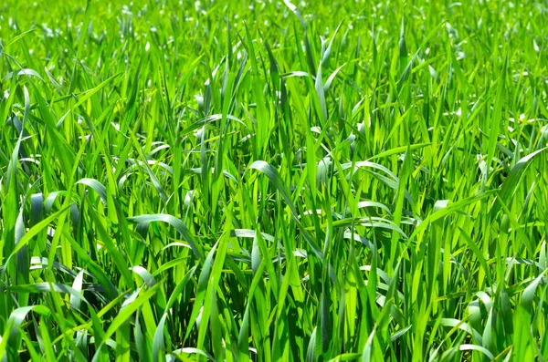 Gröna färskt gräs. — Stockfoto