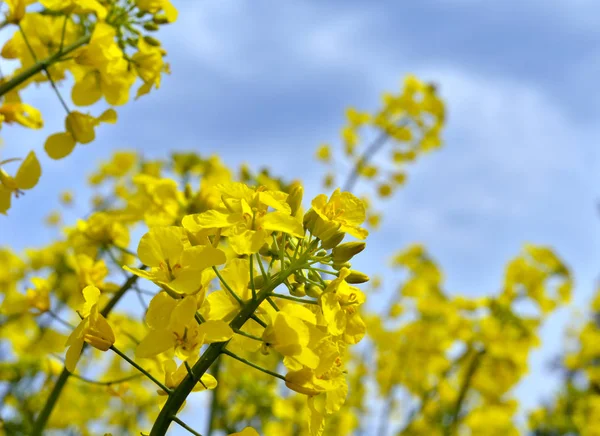 Rapeseed (Brassica napus). — Stock Photo, Image