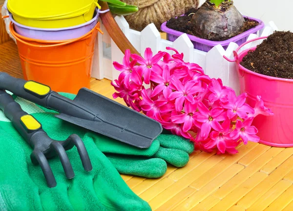 Hyacinth flowers with gardening tools. — Stock Photo, Image