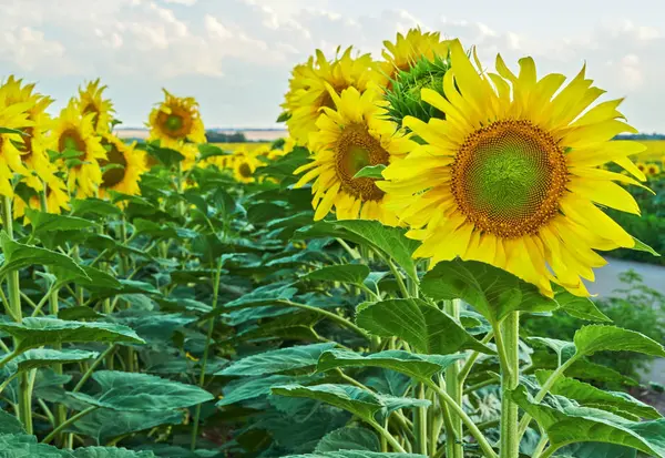 Solrosor blommar mot en ljus himmel. — Stockfoto