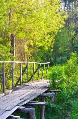 Orman erken bahar sabahı.