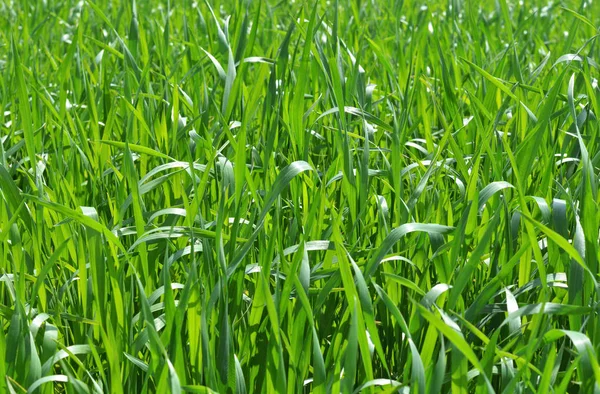 Frisches grünes Gras. — Stockfoto