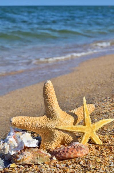 Estrelas-do-mar e conchas. — Fotografia de Stock