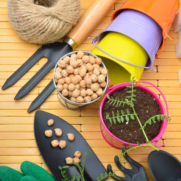 Trädgårdsredskap och groddar. — Stockfoto