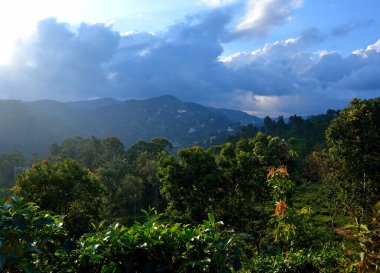 Dağın güzel manzarası ve çay çiftliği. Ella, Sri Lanka