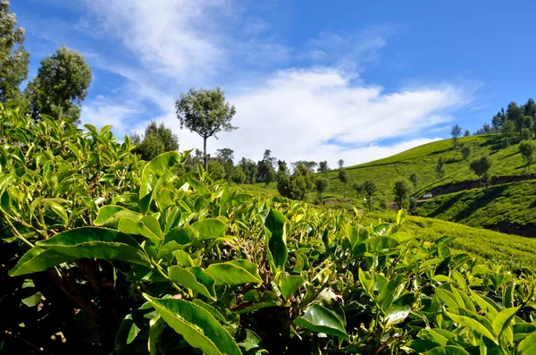 Teeplantage Indien Munnar Kerala — Stockfoto