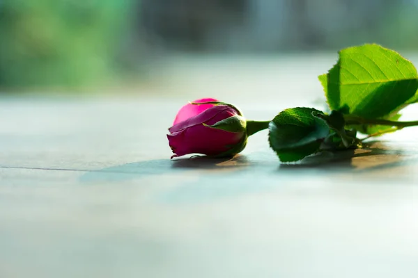 Beyaz arkaplanda pembe güller