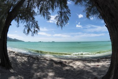 Klong Prao Beach iki ağaç
