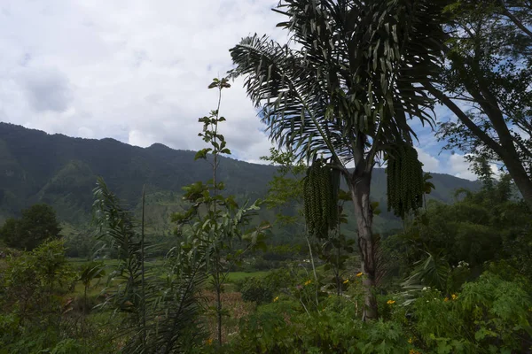 Samosir Island Plant Pictures. Árvore da palmeira — Fotografia de Stock