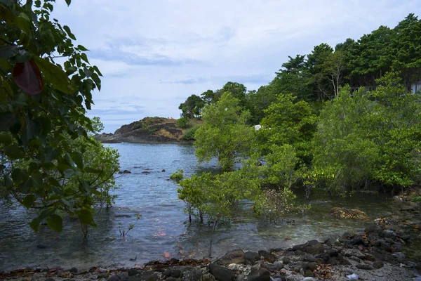 Mangrovebomen vlakbij strand — Stockfoto