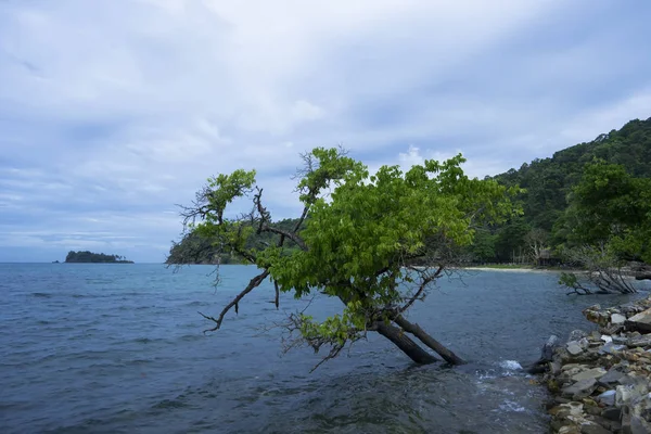 Мангровое дерево на пляже — стоковое фото