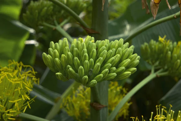 Planta tropical sobre fondo de Greem — Foto de Stock