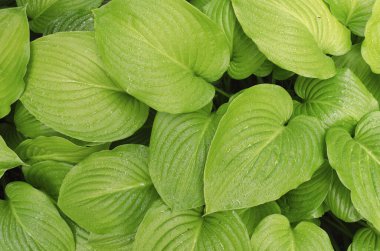 Büyük yeşil yapraklı ev sahipliği arkaplanı