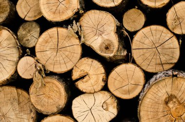 Dekoratif koni ve dalları olan tahta kirişler.