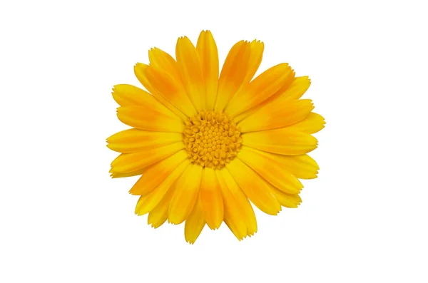 Calêndula Amarelo Flor Cor Ervas — Fotografia de Stock