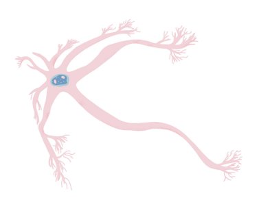 Nöron hücreleri. Vektör basit tasarım illustartion.