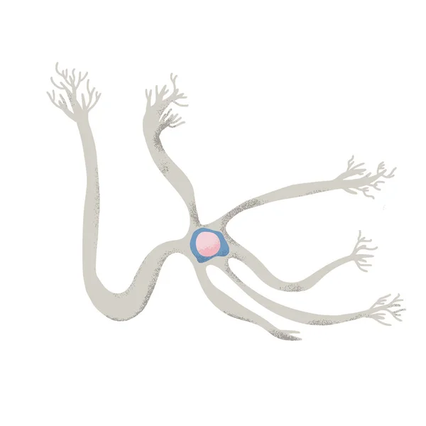 Neuron cellen. Vector eenvoudig ontwerp illustartion. — Stockvector