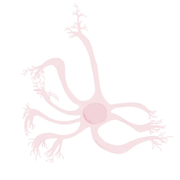 Neuron Mit Langen Axonen Vektorillusion — Stockvektor