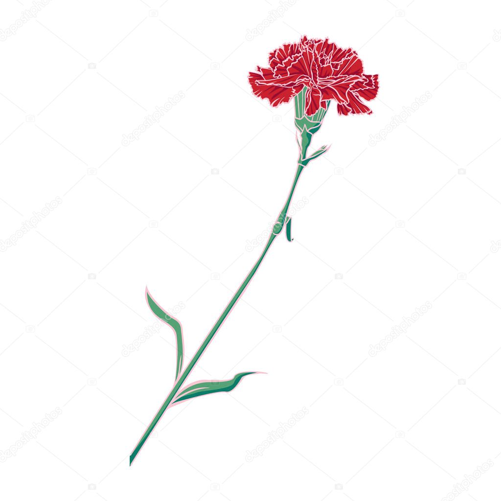 Vector image of a flower carnation