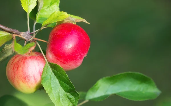 Bir ağaç dalı üzerinde büyüyen kırmızı elmalar — Stok fotoğraf