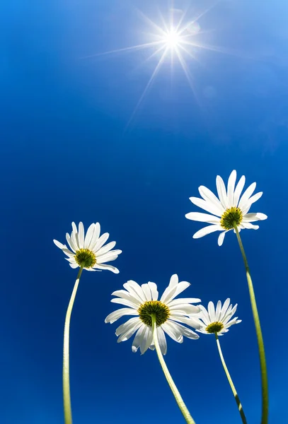 Beyaz papatya çiçek güneşli gökyüzü karşı yukarı doğru görünümü — Stok fotoğraf