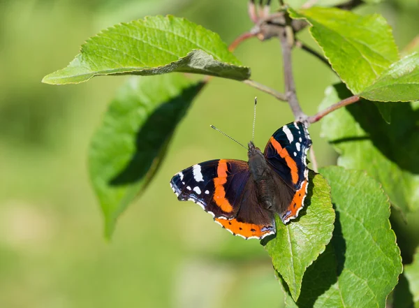 Rode admiraals vlinder (Vanessa atalanta)) — Stockfoto