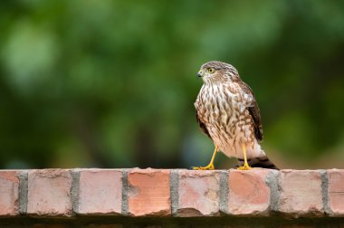 Olgunlaşmamış Coopers atmaca (Accipiter cooperii)