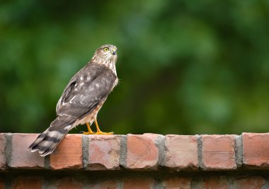 Olgunlaşmamış Coopers atmaca (Accipiter cooperii)